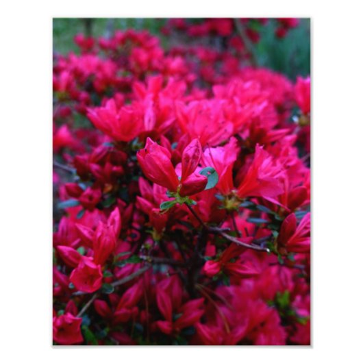 Impression Photo "Spring Boom" (Impression photo) (Devant)