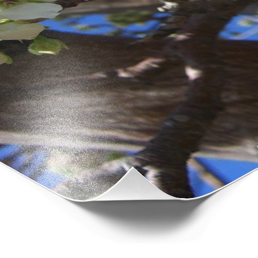 Impression Photo Spring Flowering Pear Tree (Coin)