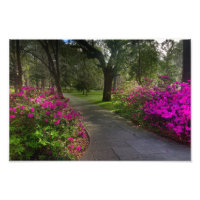 Springtime Dans Le Parc Forsyth, Savannah