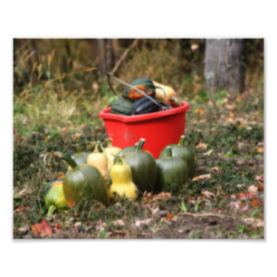 Impression Photo Squash Country Garden Harvest Orton Art 8x10