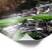 Impression Photo Squirrel Close Up (Coin)