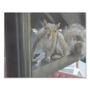 Impression Photo Squirrel Sitting On A Step