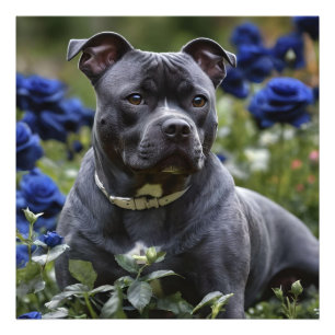Impression Photo Staffordshire Bull Terrier Dans Blue Rose Garden,