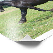 Impression Photo Stallion de la liberté (Coin)
