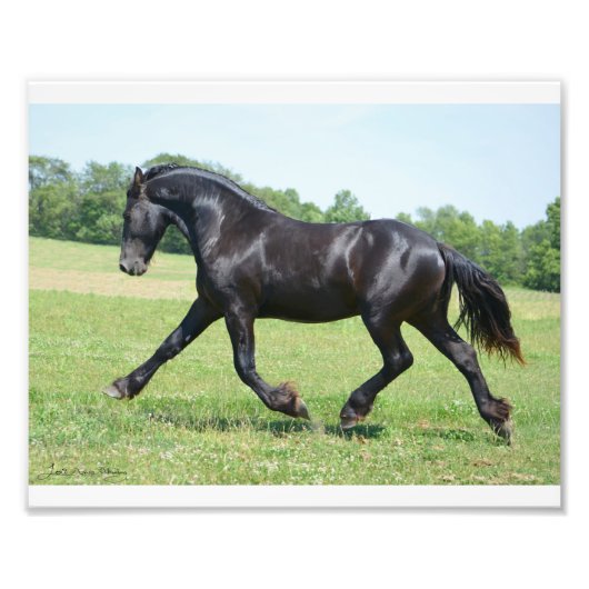 Impression Photo Stallion de la liberté (Devant)