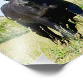 Impression Photo Stallion friésien 2 Timothée 1:7 (Coin)