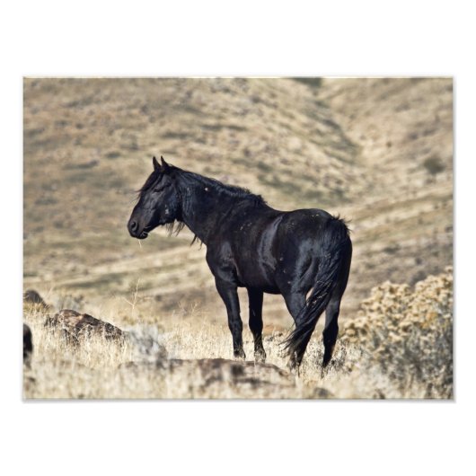 Impression Photo Stallion Mustang Noir Sauvage Imprimer (Devant)