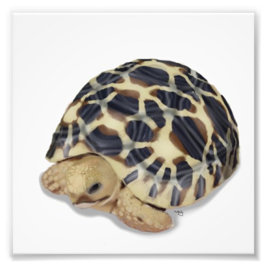 Impression Photo Star Tortoise Print (Devant)