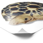 Impression Photo Star Tortoise Print (Coin)