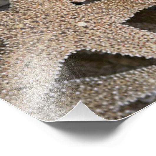 Impression Photo Starfish partout (Coin)