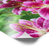 Impression Photo Stargazer Lilies (Coin)