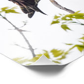 Impression Photo Staring Osprey (Coin)