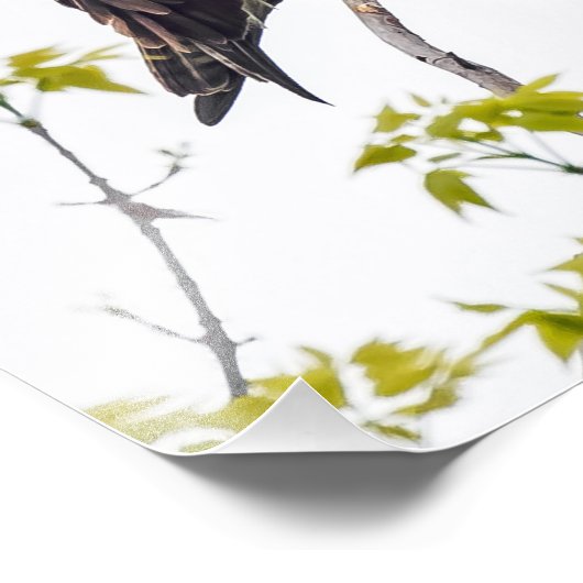 Impression Photo Staring Osprey (Coin)