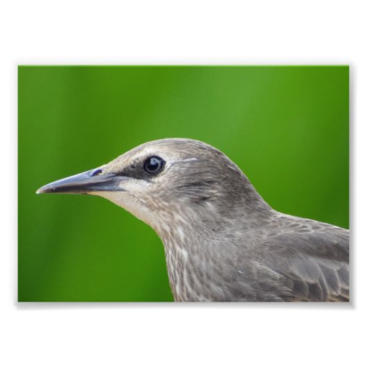 Impression Photo Starling commun/européen (Devant)