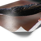 Impression Photo Starling européen (Coin)