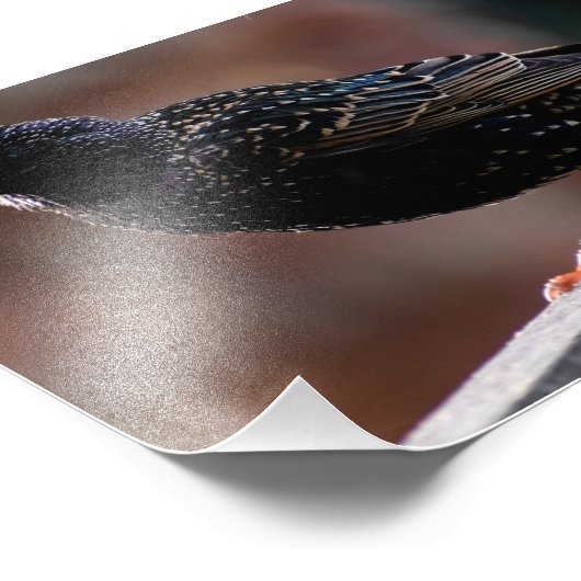 Impression Photo Starling européen (Coin)
