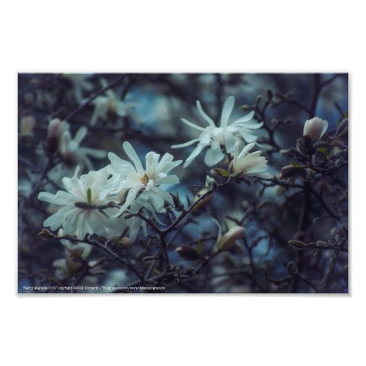 Impression Photo Starry Magnolia (Devant)