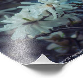Impression Photo Starry Magnolia (Coin)
