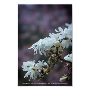Impression Photo Starry Magnolia