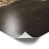 Impression Photo Stried Skunk, Mephitis mephitis (Coin)