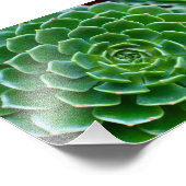 Impression Photo Succulent vert (Coin)