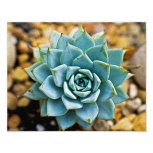 Impression Photo Succulente