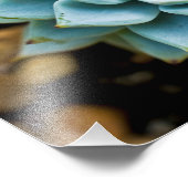 Impression Photo Succulente (Coin)