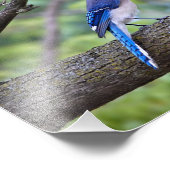Impression Photo Summer Blue Jay (Coin)