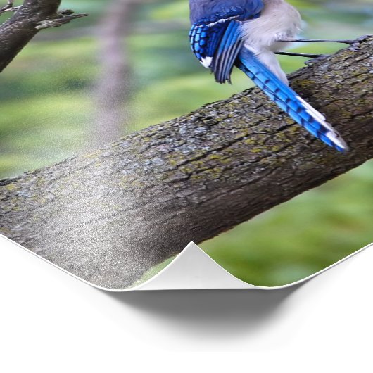 Impression Photo Summer Blue Jay (Coin)