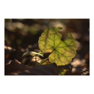 Impression photo Sun CC0305 novembre