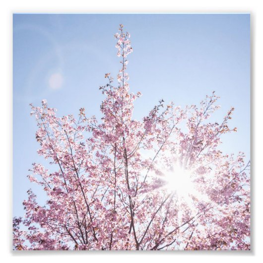 Impression Photo sun rays pass through pink flowers of a wow tree (Devant)
