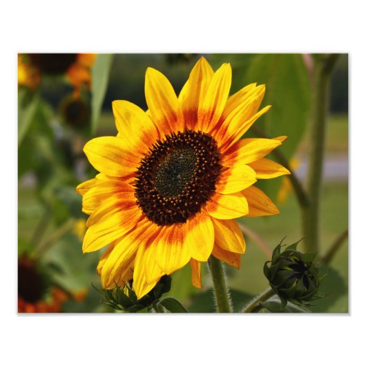 Impression Photo Sunflower aka Helianthus (Devant)