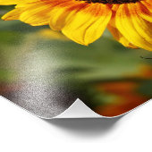 Impression Photo Sunflower aka Helianthus (Coin)