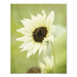 Impression photo Sunflower blanche