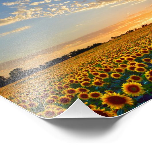 Impression Photo Sunflower Field (Coin)