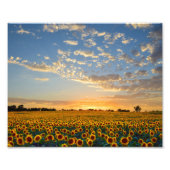 Impression Photo Sunflower Field (Devant)