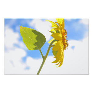 Impression Photo Sunflower Sky