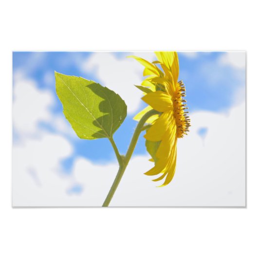 Impression Photo Sunflower Sky (Devant)