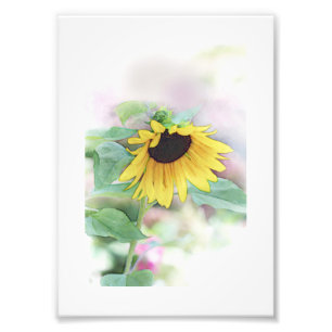 Impression Photo 'Sunflower timide