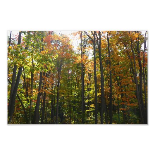 Impression Photo Sunlit Fall Forest Paysage d'automne (Devant)