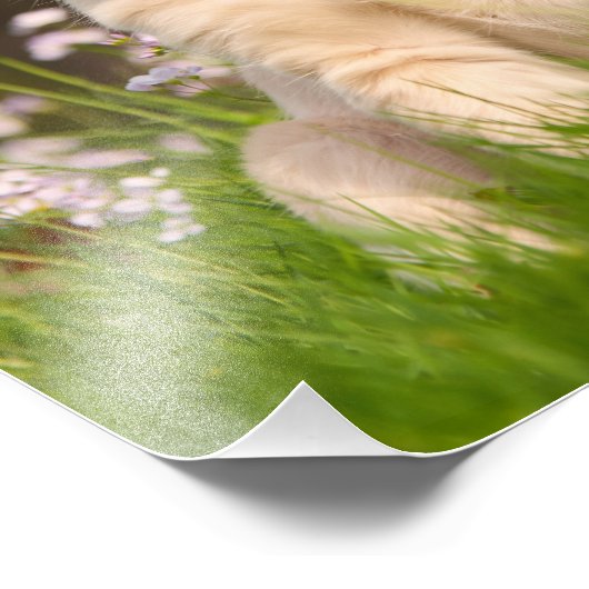 Impression Photo Super Golden Retriever Chien Chien Puppy - Papier (Coin)