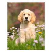 Impression Photo Super Golden Retriever Chien Chien Puppy - Papier (Devant)