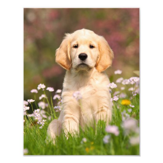 Impression Photo Super Golden Retriever Chien Chien Puppy - Papier (Devant)