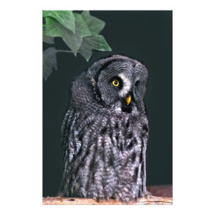 Impression Photo Superbe Chouette grise d'Halloween, Art animalier