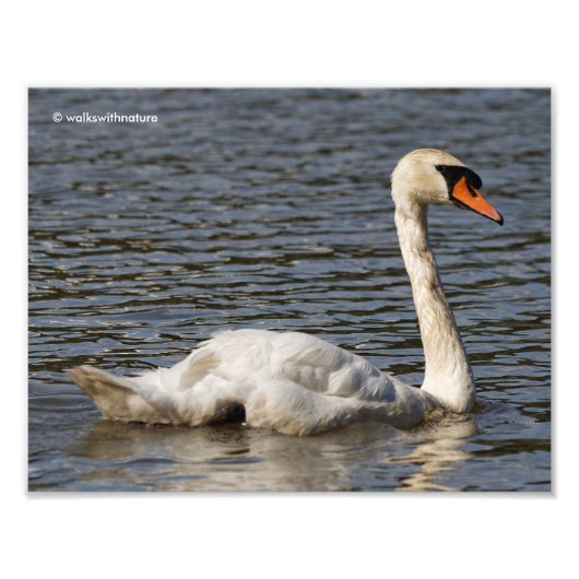 Impression Photo Superbe cygne muet dormant sur le lac (Devant)