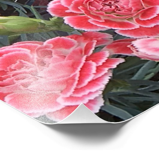 Impression Photo Superbe Dianthus (Coin)