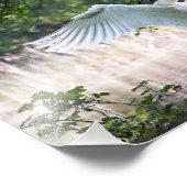 Impression Photo Swan avec ailes étalées (Coin)