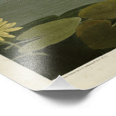 Impression Photo Swan commun américain - Les oiseaux d'Amérique d'A (Coin)