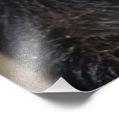 Impression Photo Sykes ou singe bleu, Cercopithecus mitis, (Coin)