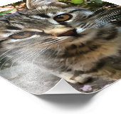 Impression Photo Tabby Cat Kitten Faire contact visuel (Coin)